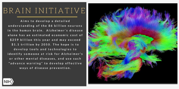 Plakat mit einer bunten Illustration eines Gehirns auf der rechten Seite und einem Text auf der linken Seite, der das Ziel der Brain-Initiative beschreibt, die Neuronen im menschlichen Gehirn zu verstehen.
