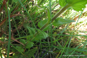 Ein Nahaufnahme eines amerikanischen Germanders mit leuchtend grünen Blättern im saftigen Gras.