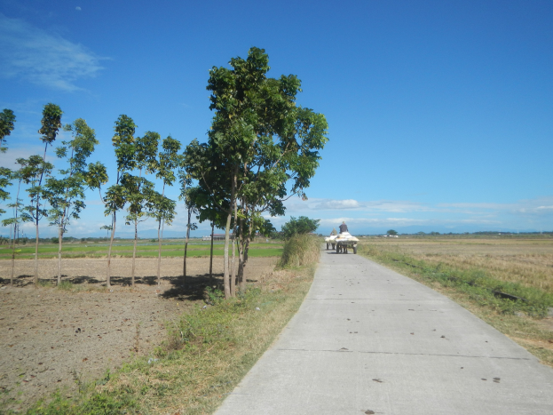 Eine Person fährt einen Karren auf einem Schotterweg neben einem grasbewachsenen Feld mit verstreuten Bäumen, unter einem teilweise bewölktem Himmel.