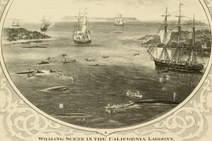 Plakat, das eine Walfangszene in der California Lagoon zeigt, mit Booten auf dem Wasser, Menschen in den Booten, Bäumen und Hügeln im Hintergrund und Text unten.