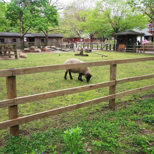Schaf in einem eingezäunten Bereich mit einem hölzernen Zaun, umgeben von grünem Gras und Pflanzen, mit Häusern, Bäumen und einem klaren blauen Himmel im Hintergrund.