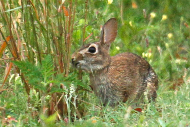 Ein Waldkaninchen sitzt wachsam im grünen Gras in der Nähe von Pflanzen, sein braunes Fell verschmilzt mit dem Blattwerk, die Ohren sind gespitzt und die Augen scannen nach Gefahr.