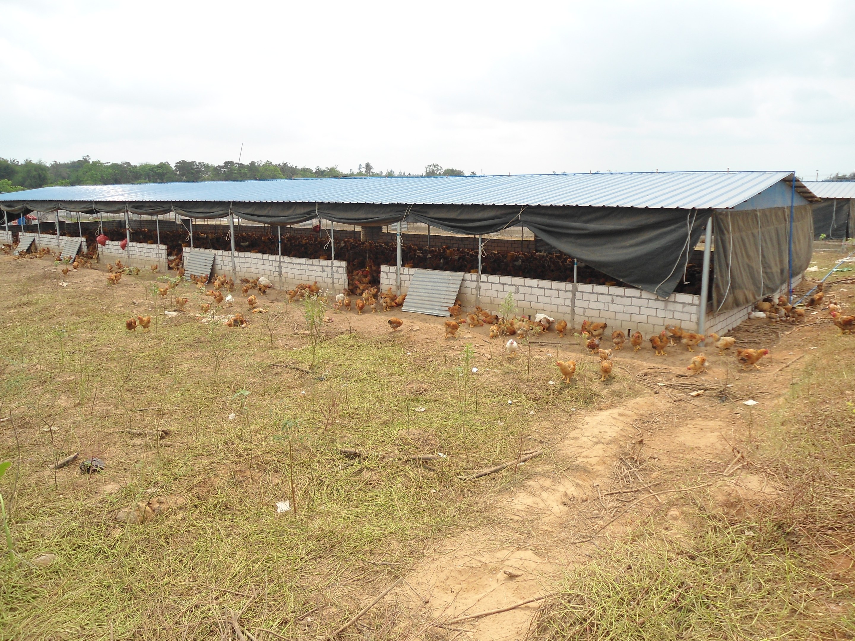 Großes Hühnerfarm mit zahlreichen Hühnern, grünem Gras, Bäumen und weißen Wolken in einem friedlichen Himmel.