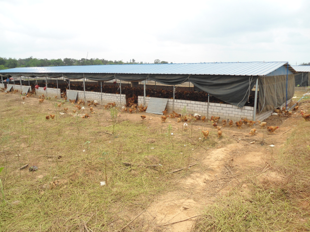 Großes Hühnerfarm mit zahlreichen Hühnern, grünem Gras, Bäumen und weißen Wolken in einem friedlichen Himmel.