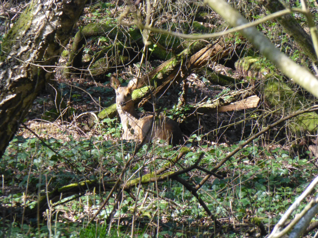 Ein hellbraunes Reh steht wachsam in einem Wald, umgeben von grüner Vegetation, mit aufgestellten Ohren und konzentriertem Blick.