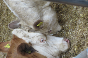 Zwei weiße und braune Kühe liegen übereinander in einem Heuhaufen, jeweils mit gelben Ohrmarken und einem metallischen Objekt in der oberen rechten Ecke.