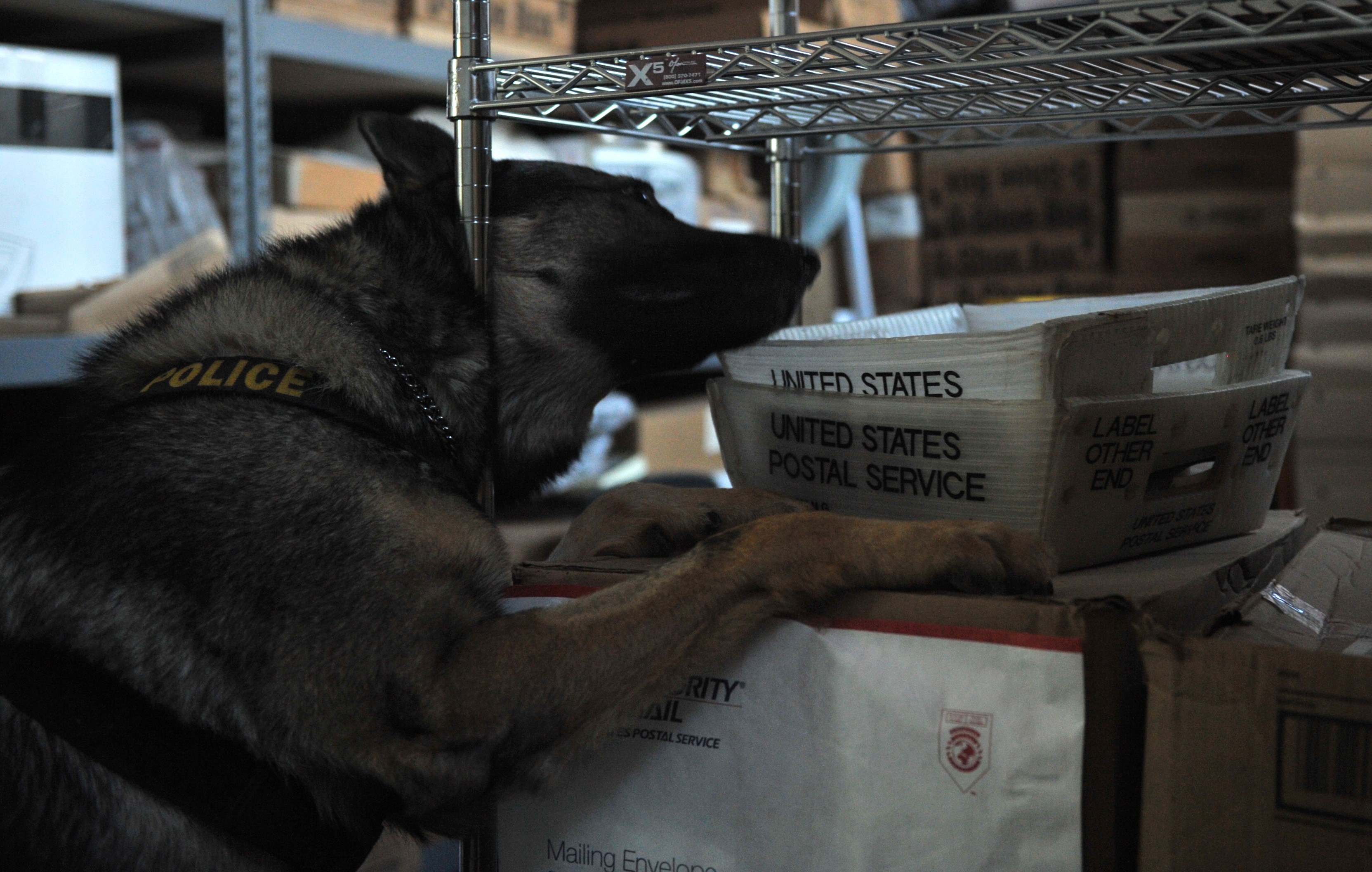 Polizeihund auf einem Stapel Kisten in einem Lager umgeben von Kartonagen auf Regalen liegend.