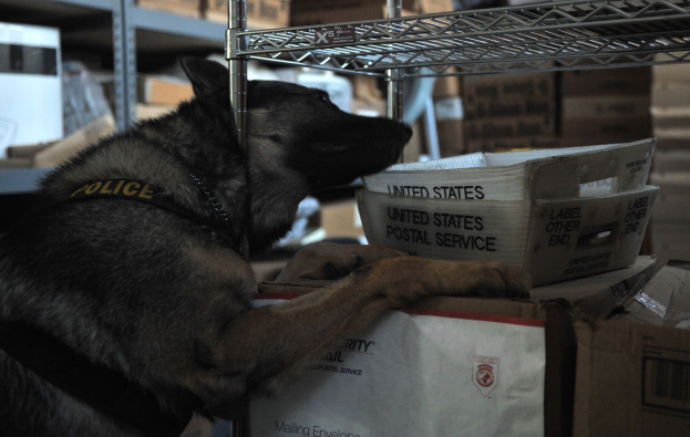 Polizeihund auf einem Stapel Kisten in einem Lager umgeben von Kartonagen auf Regalen liegend.