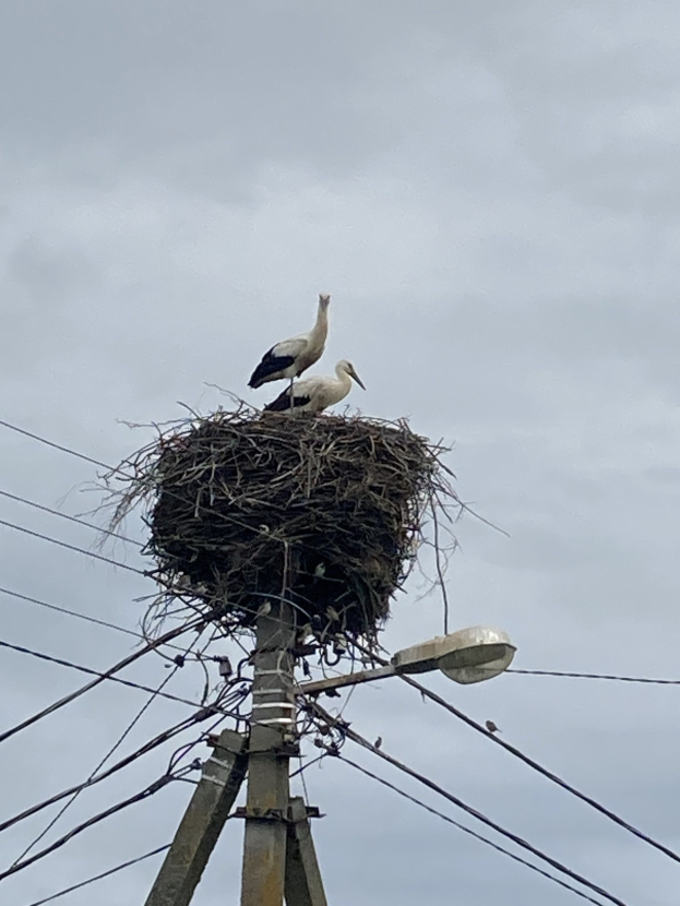 Zwei Weißstörche auf einem Nest auf einer Strommast, beleuchtet von einer Straßenlaterne und Drähte entlang des Mastes verlaufen.