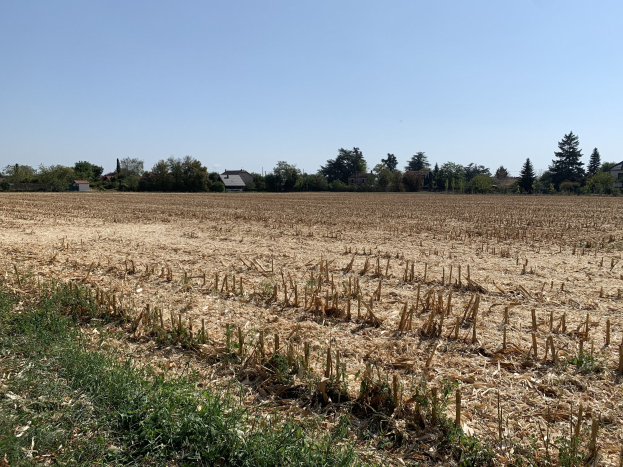 Ein Maisfeld in ländlicher Gegend, umgeben von Gras und Bäumen, mit Häusern im Hintergrund und einem klaren blauen Himmel.