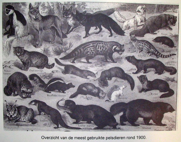 Ein Buch mit Abbildungen verschiedener Tiere, darunter eine Katze, mit begleitendem Text.