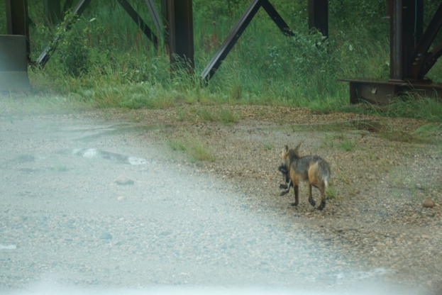 Ein Fuchs läuft einen Schotterweg neben einer Brücke entlang, umgeben von Steinen, Gras, Pflanzen und Bäumen.