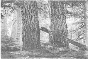 Schwarz-weißes Foto eines Fahrrads in einem Rotbuchenwald umgeben von hohen Bäumen.