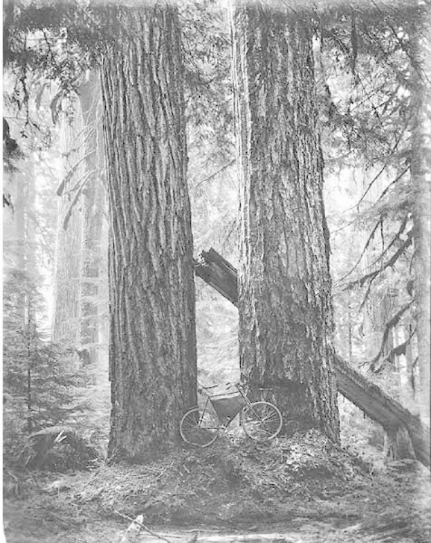 Schwarz-weißes Foto eines Fahrrads in einem Rotbuchenwald umgeben von hohen Bäumen.